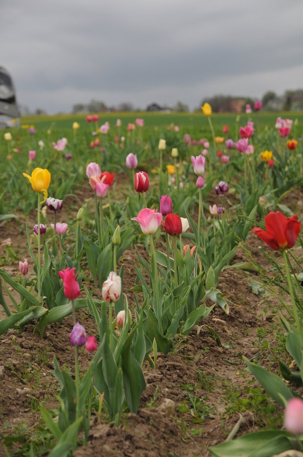 Trübe Aussichten zum Saisonstart: Selbstpflückfelder für Blumen müssen zurzeit geschlossen bleiben. (Bild Andrea Gysin)