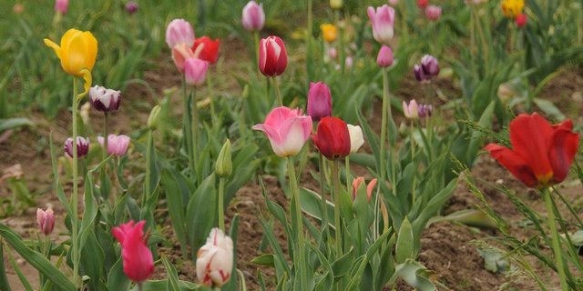 Trübe Aussichten zum Saisonstart: Selbstpflückfelder für Blumen müssen zurzeit geschlossen bleiben. (Bild Andrea Gysin)
