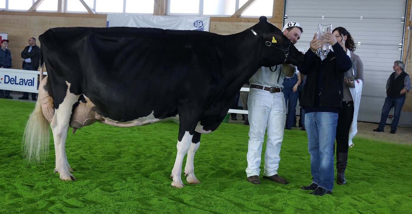 Holstein Champion Hellender Champion Corina