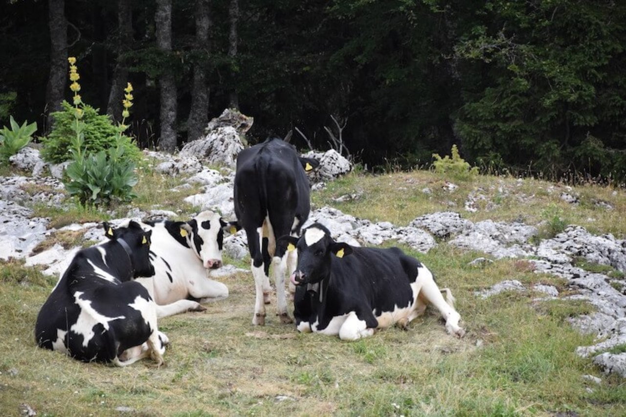 Diese vier Rinder überlebten zum Glück das Unwetter.