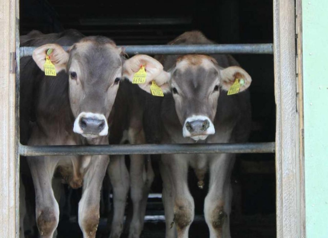 Coop will ab 2020 kein Kalbfleisch mehr unter dem Label "Naturafarm" verkaufen. (Bild BauZ)
