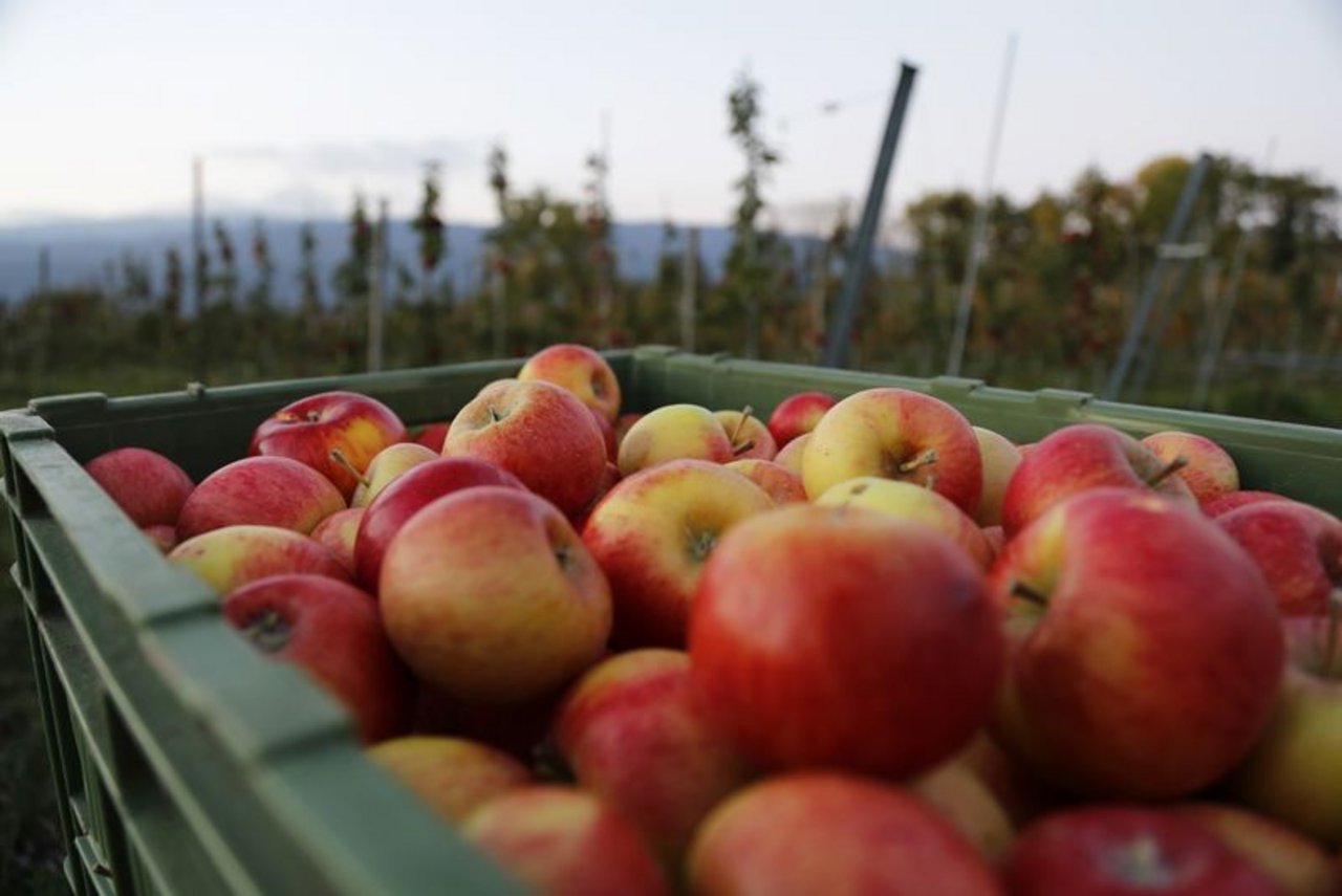 Um das ganze Jahr durch ein gewisses Sortiment zu haben, werden auch Äpfel in die Schweiz importiert. (Bild lid)