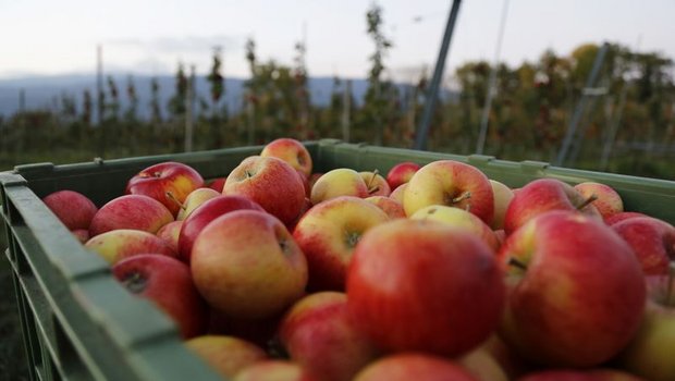Um das ganze Jahr durch ein gewisses Sortiment zu haben, werden auch Äpfel in die Schweiz importiert. (Bild lid)