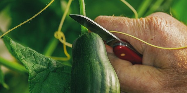 Nicht alles, was produziert und geerntet wird, wird schlussendlich auch gegessen. Am Food Waste sind alle Stufen der Lebensmittelkette beteiligt. (Bild Pixabay)