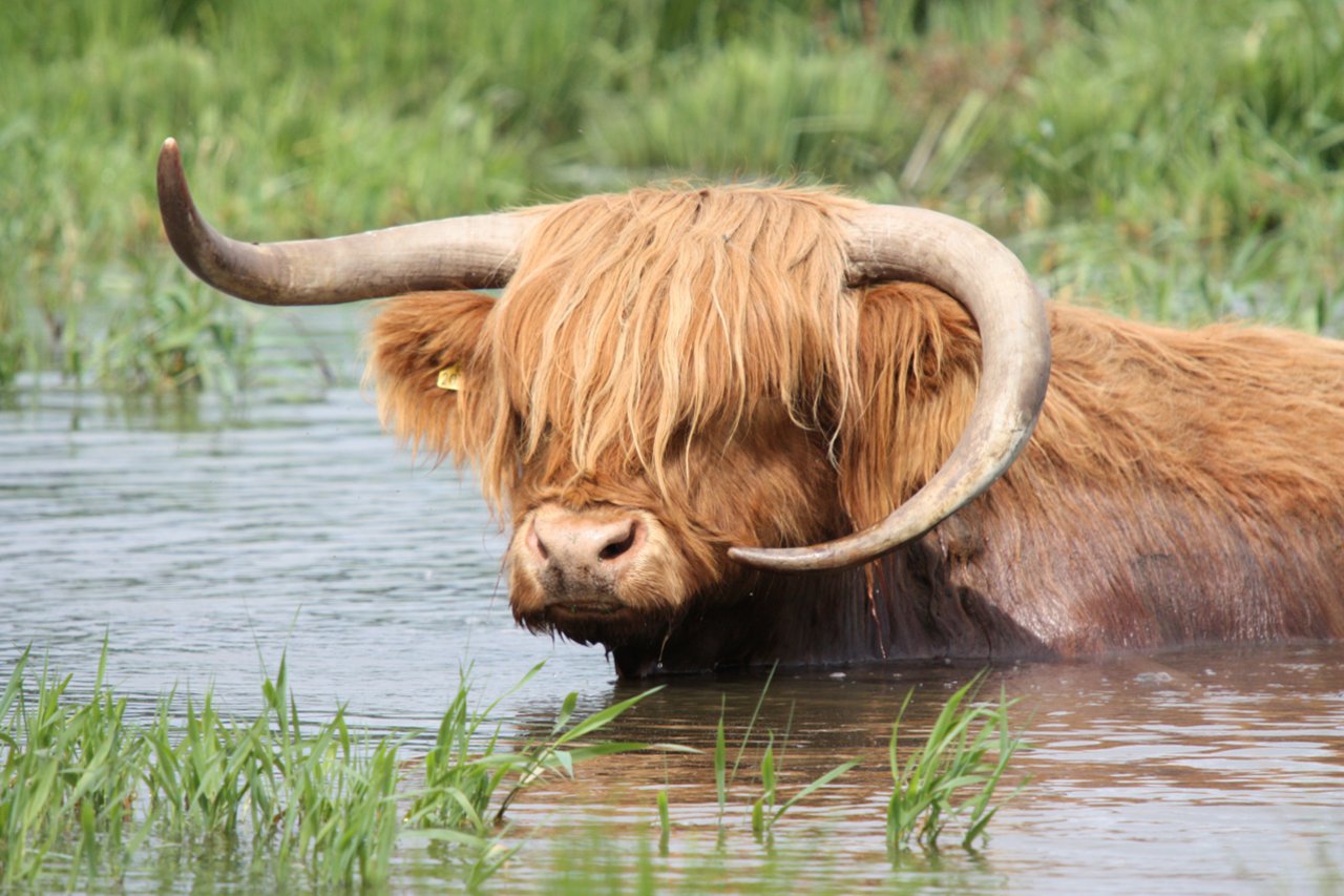 Ein schottisches Hochlandrind geniesst ein kühlendes Bad. (Bild Verena Fitz Eugster/landwirtschaft.ch)