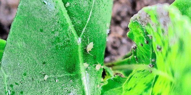 In den meisten Kantonen wurde die Bekämpfungsschwelle für die Grüne Pfirsichblattlaus erreicht.