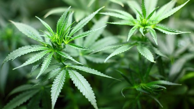 Gar ein Zusatzverdienst von etwa 10'000 Franken pro Are könnte der Cannabis-Anbau generieren. (Bild pixabay)