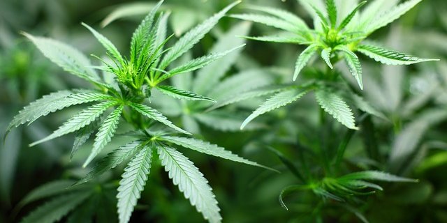 Gar ein Zusatzverdienst von etwa 10'000 Franken pro Are könnte der Cannabis-Anbau generieren. (Bild pixabay)