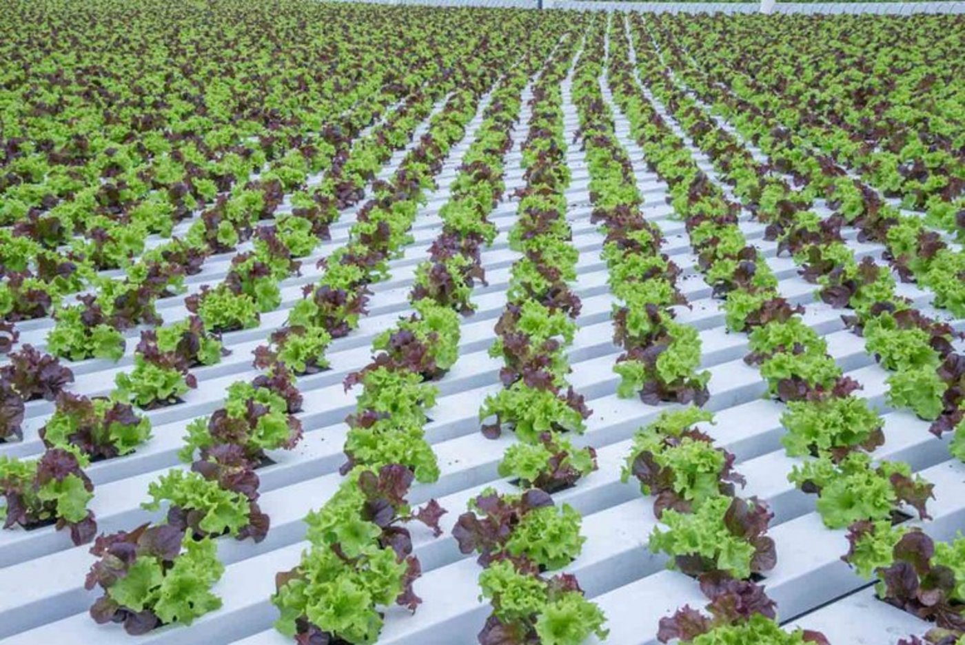 (Bild David Eppenberger/landwirtschaft.ch)