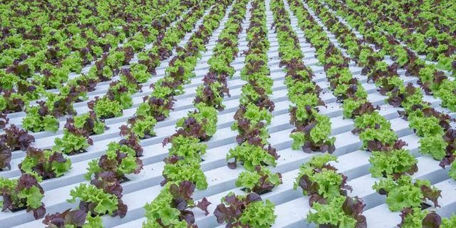 (Bild David Eppenberger/landwirtschaft.ch)