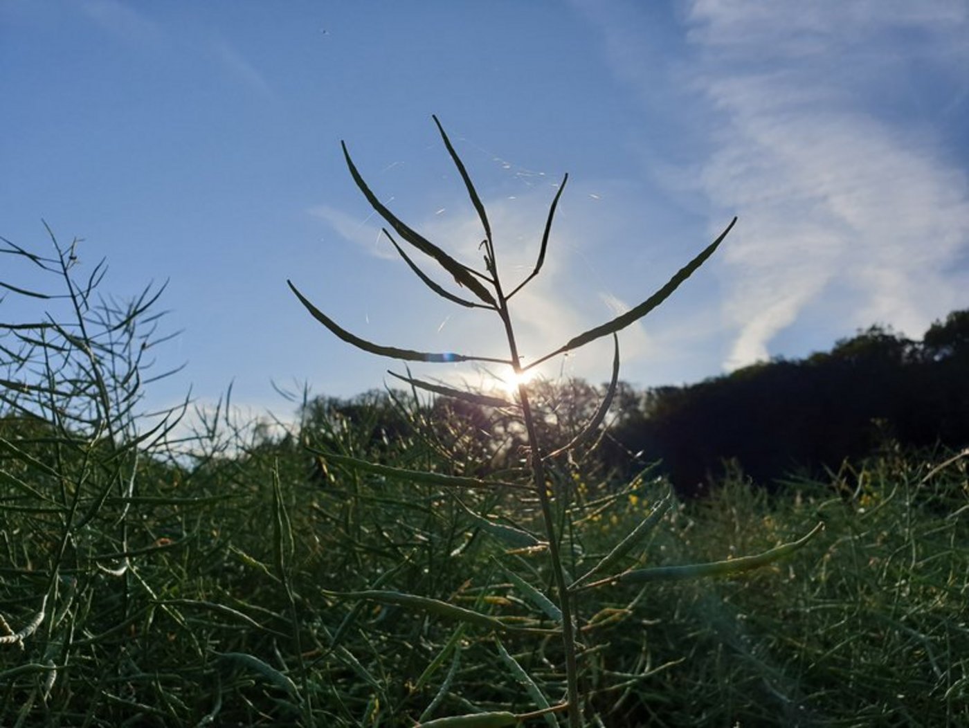 Den Raps-Pflanzern könnte künftig ein Mittel gegen den Rapsglanzkäfer fehlen. (Symbolbild/ji)