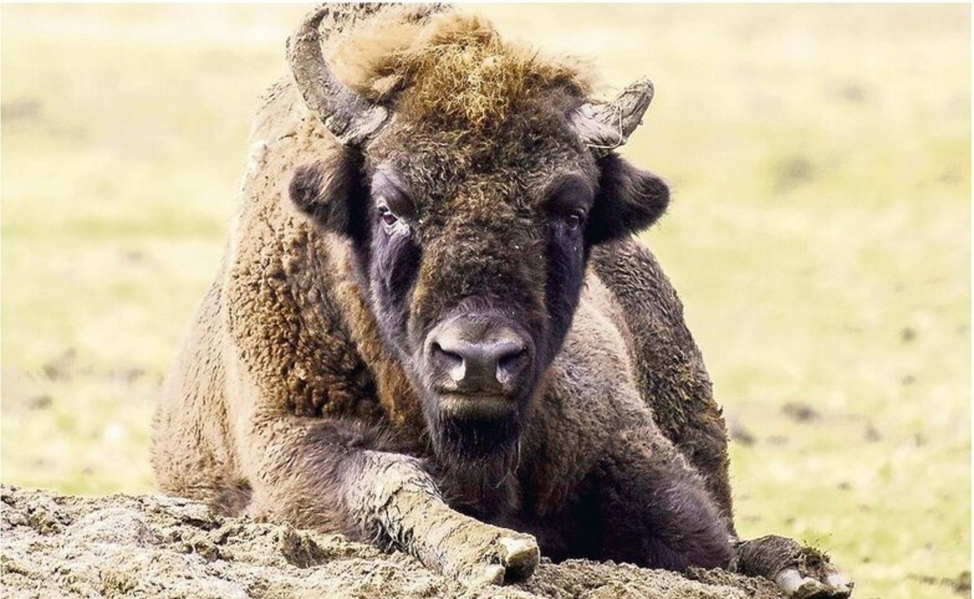 In Solothurn sollen bald Wisente Einzug halten.