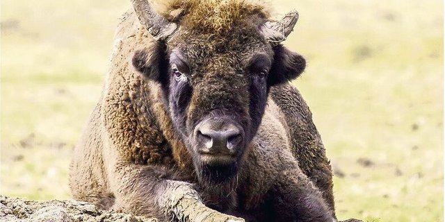 In Solothurn sollen bald Wisente Einzug halten.