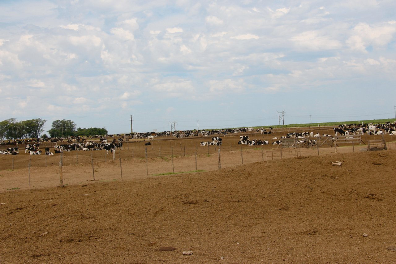 1300 Ochsen werden auf einem Stück Pampa gemästet. Sie fressen Maiskörner, Weizenkleie, Maiskleber, Erdnussschalen, Harnstoff, Mineralstoffe, Wachstumsförderer.(Bilder Hans Rüssli)