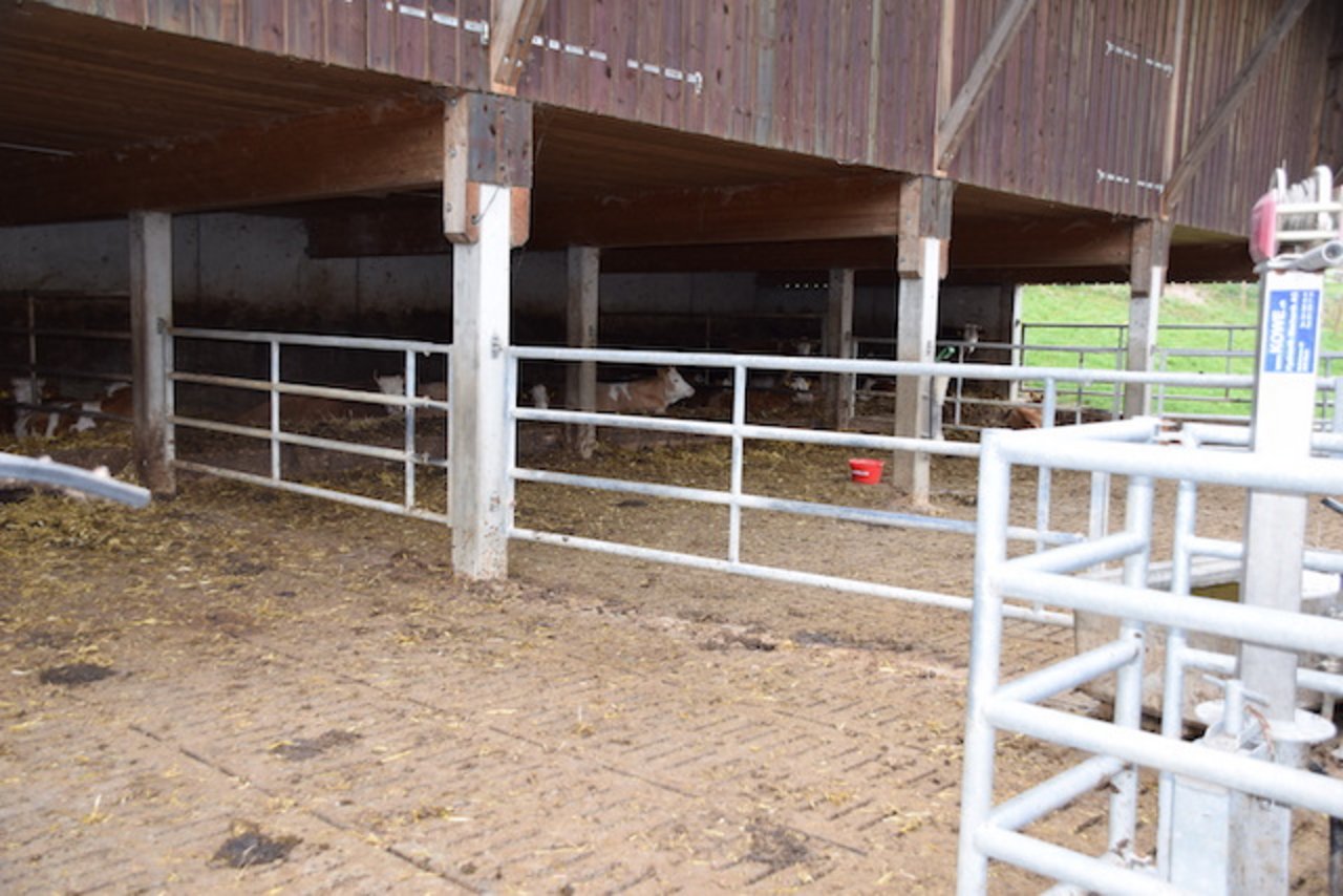 Die Rinder ist in einem Laufstall untergebracht. 
