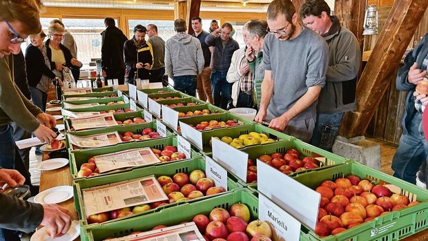 Die Sortenvielfalt v Die Sortenvielfalt von robusten Äpfeln in allen Farben und Geschmäckern zeigte sich an der Sortentagung bei der Degustation, an der alle gerne teilnahmen.