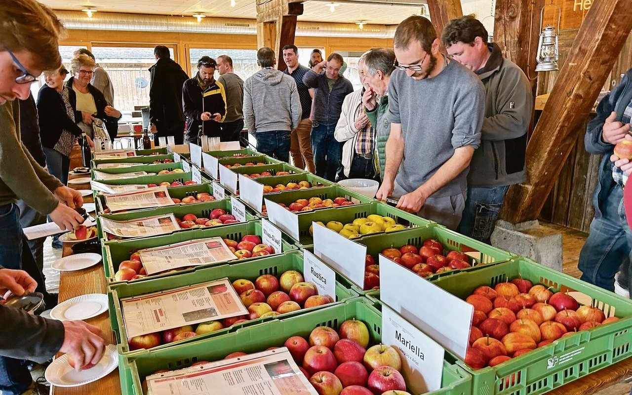 Die Sortenvielfalt von robusten Äpfeln in allen Farben und Geschmäckern zeigte sich an der Sortentagung bei der Degustation, an der alle gerne teilnahmen.