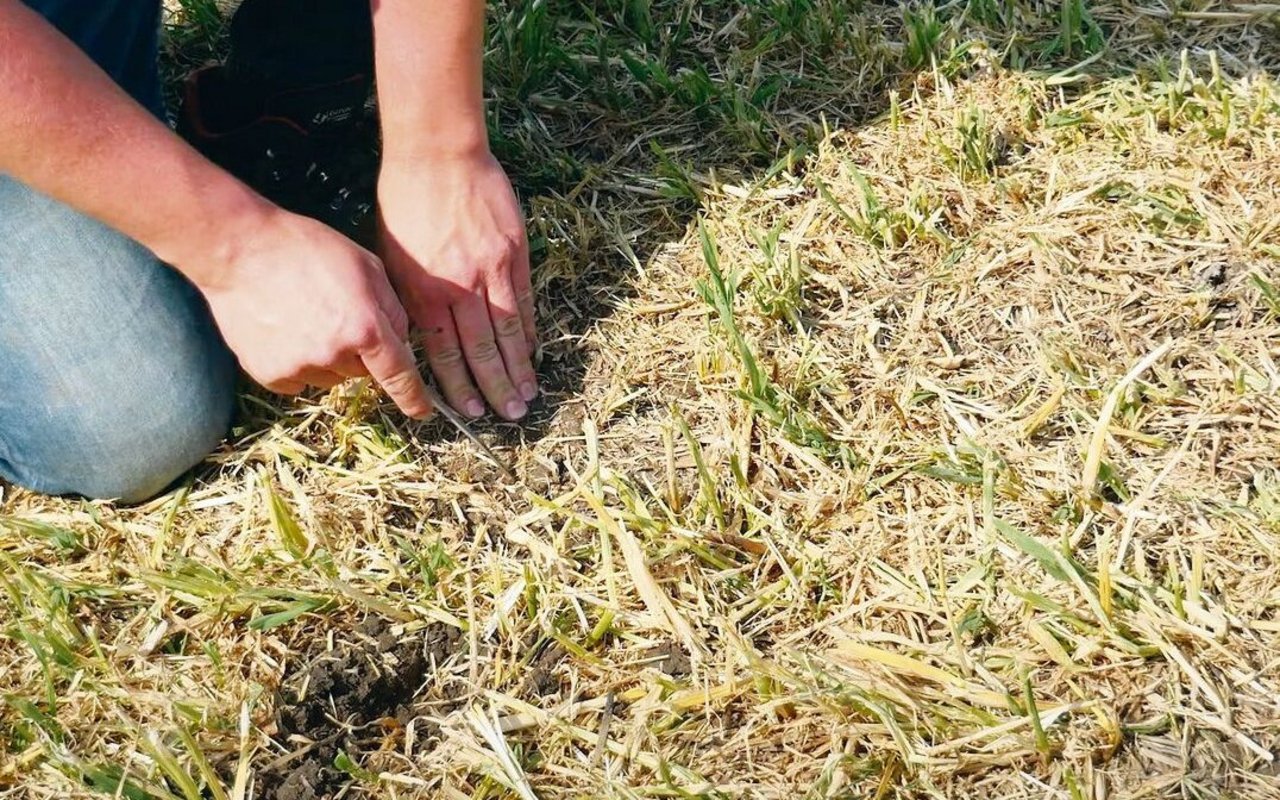 Nach der Ernte ist der Boden noch etwas feucht. Schnell darin abgelegtes Saatgut hat einen Vorteil.