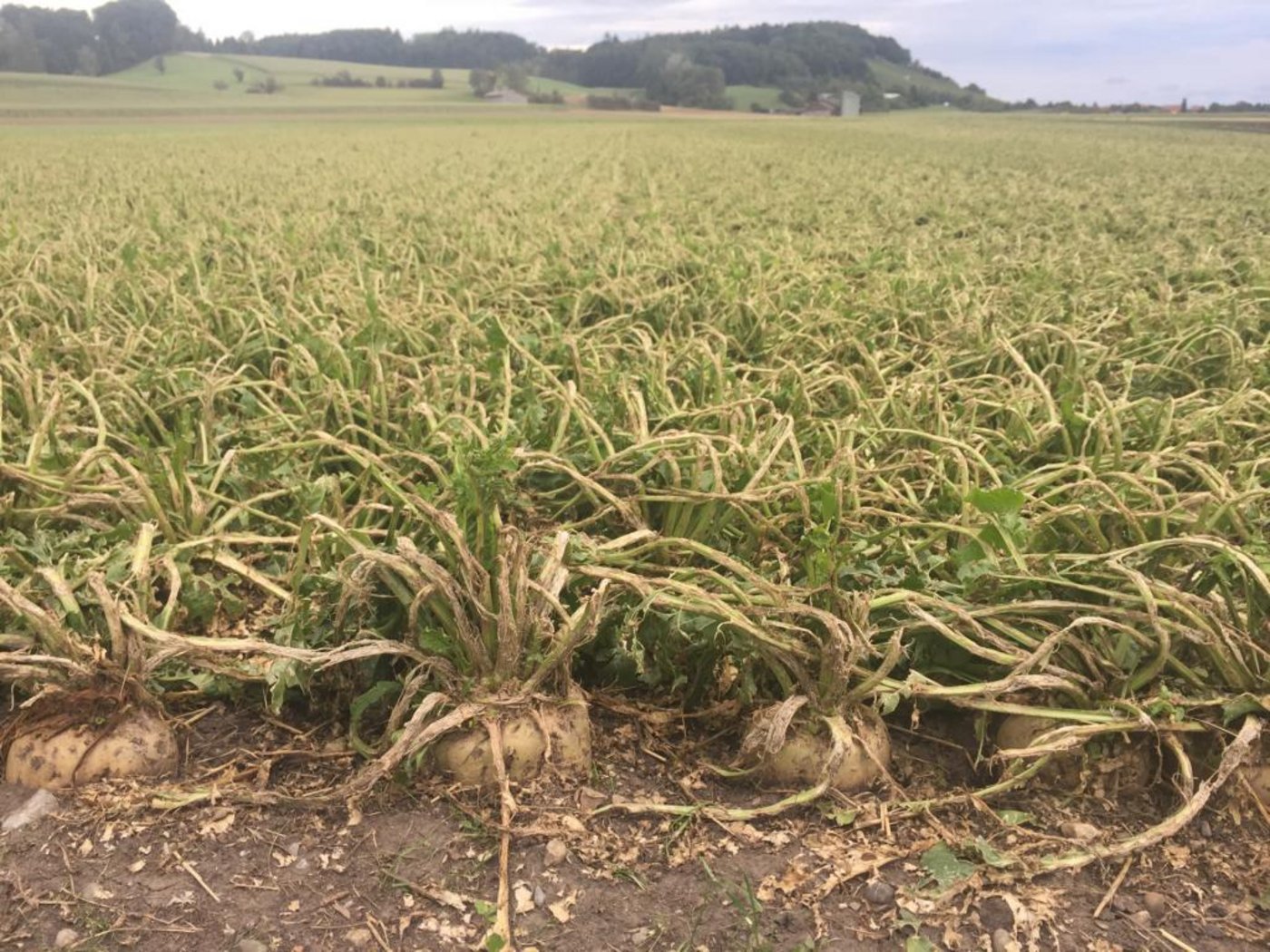 Das Kraut der Zuckerrüben ist vom Hagel arg beschädigt worden.