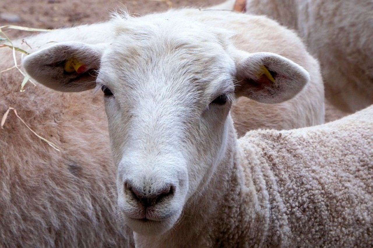 An 30 verschiedenen Marktplätzen in der Schweiz werden monatlich bei der Auffuhr alle Schafe gewogen und auf Fleischigkeit und Fettauflage eingeschätzt. (Symbolbild Pixabay)