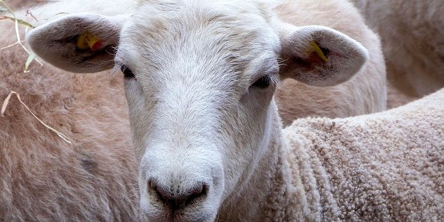 An 30 verschiedenen Marktplätzen in der Schweiz werden monatlich bei der Auffuhr alle Schafe gewogen und auf Fleischigkeit und Fettauflage eingeschätzt. (Symbolbild Pixabay)