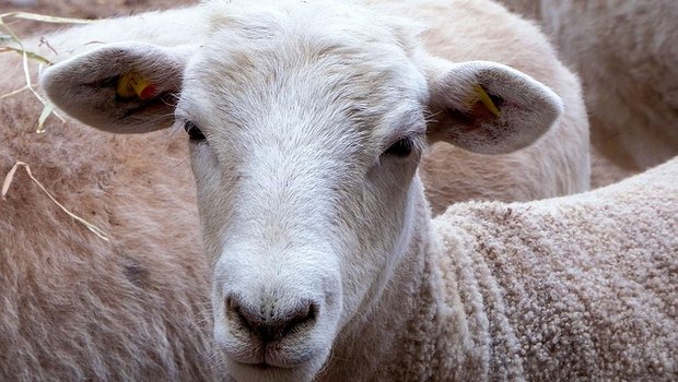 An 30 verschiedenen Marktplätzen in der Schweiz werden monatlich bei der Auffuhr alle Schafe gewogen und auf Fleischigkeit und Fettauflage eingeschätzt. (Symbolbild Pixabay)