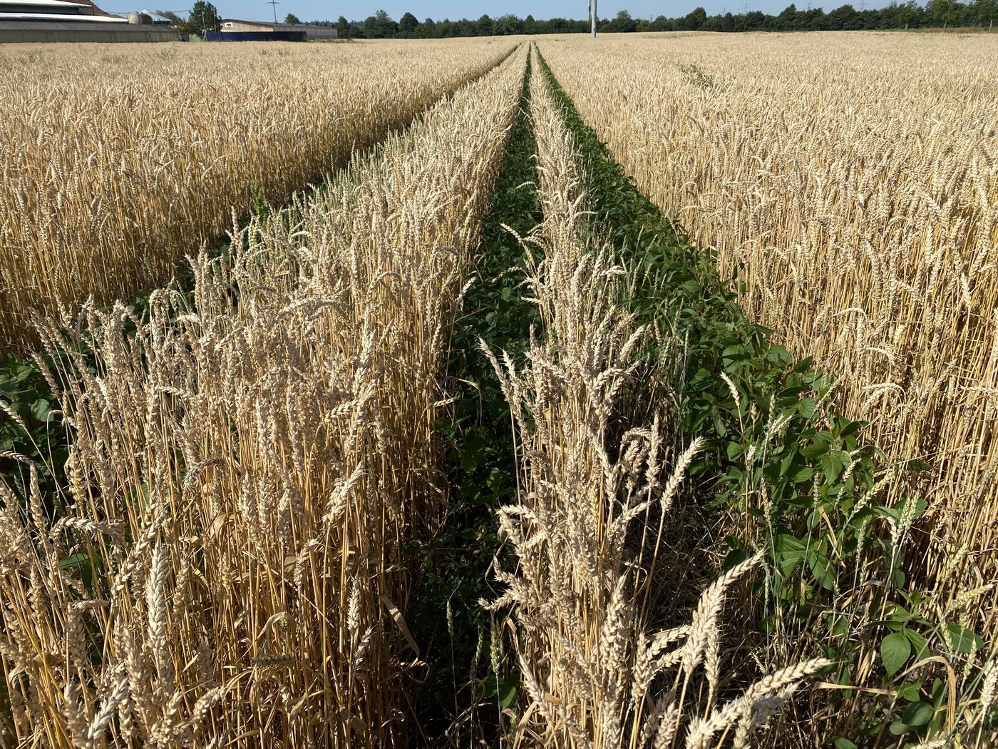 Die besseren Sojaerträge erhält er bei einem Reihenabstand von 75 cm. 