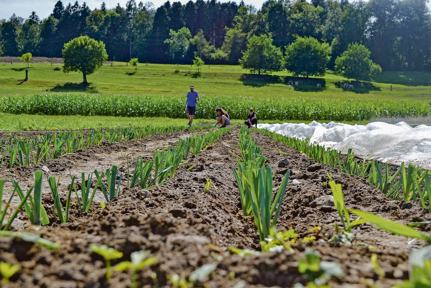 Bald sind wieder viele ausländische Helferinnen und Helfer auf den Schweizer Feldern anzutreffen, trotz Corona-Risiken. (Bild BauZ)