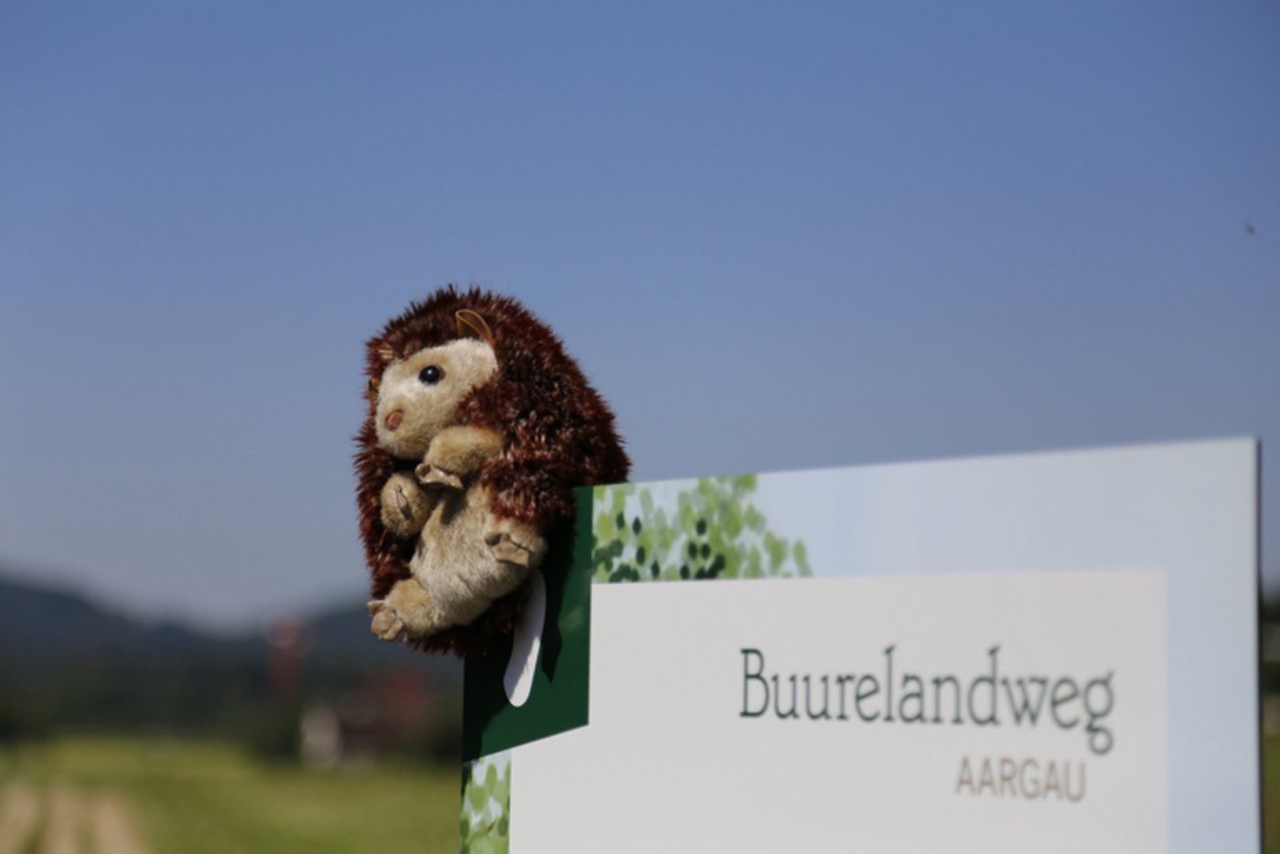 Maskottchen Igor führt über den Buurelandweg. (Bild ji)