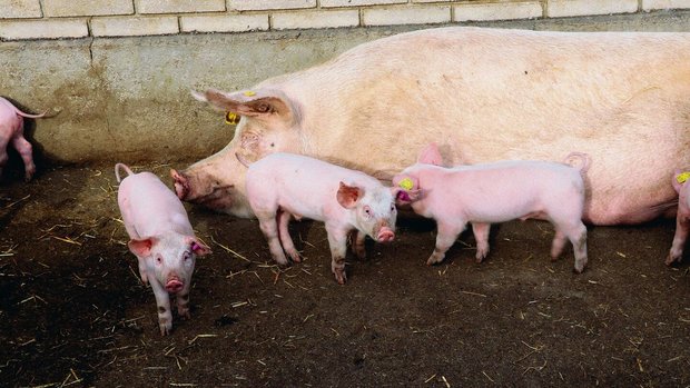 Schon während der Sä Schon während der Säugezeit beginnt der Erfolg des nächsten Wurfes. Hitze und zugleich grosse Würfe laugen das Muttertier aus.