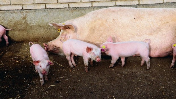 Schon während der Säugezeit beginnt der Erfolg des nächsten Wurfes. Hitze und zugleich grosse Würfe laugen das Muttertier aus.