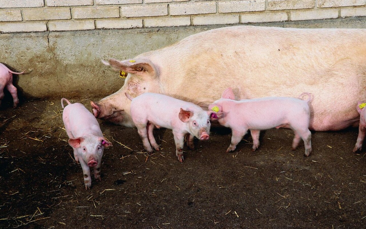 Schon während der Säugezeit beginnt der Erfolg des nächsten Wurfes. Hitze und zugleich grosse Würfe laugen das Muttertier aus.