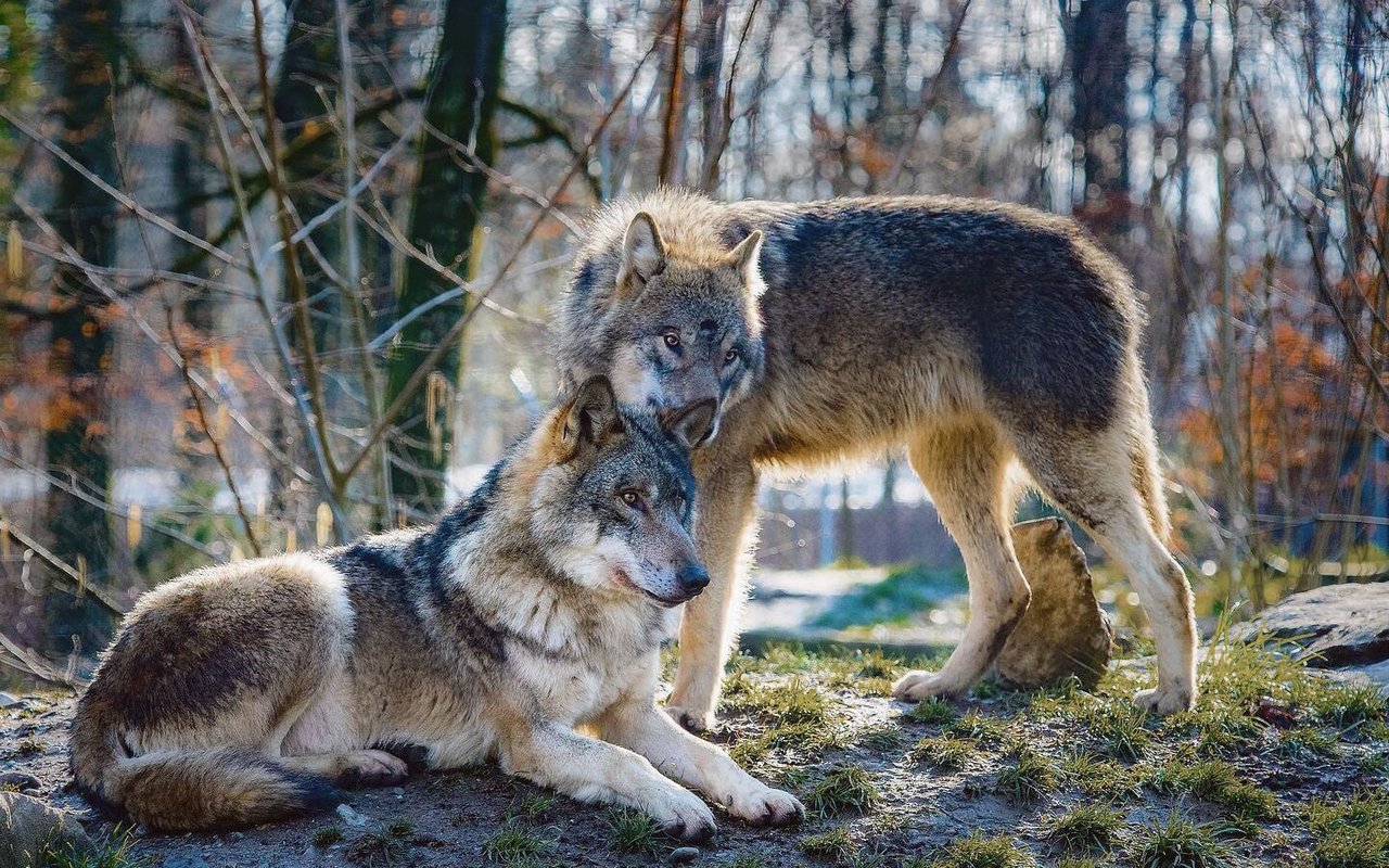 In Gebieten mit Wolfsvorkommen hofft die Landwirtschaft auf eine baldige Revision des Jagdgesetzes und dass Regulierungen schneller möglich sind.