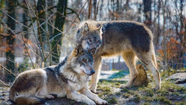 In Gebieten mit Wolfsvorkommen hofft die Landwirtschaft auf eine baldige Revision des Jagdgesetzes und dass Regulierungen schneller möglich sind.