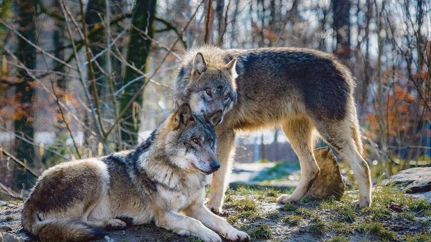In Gebieten mit Wolf In Gebieten mit Wolfsvorkommen hofft die Landwirtschaft auf eine baldige Revision des Jagdgesetzes und dass Regulierungen schneller möglich sind.