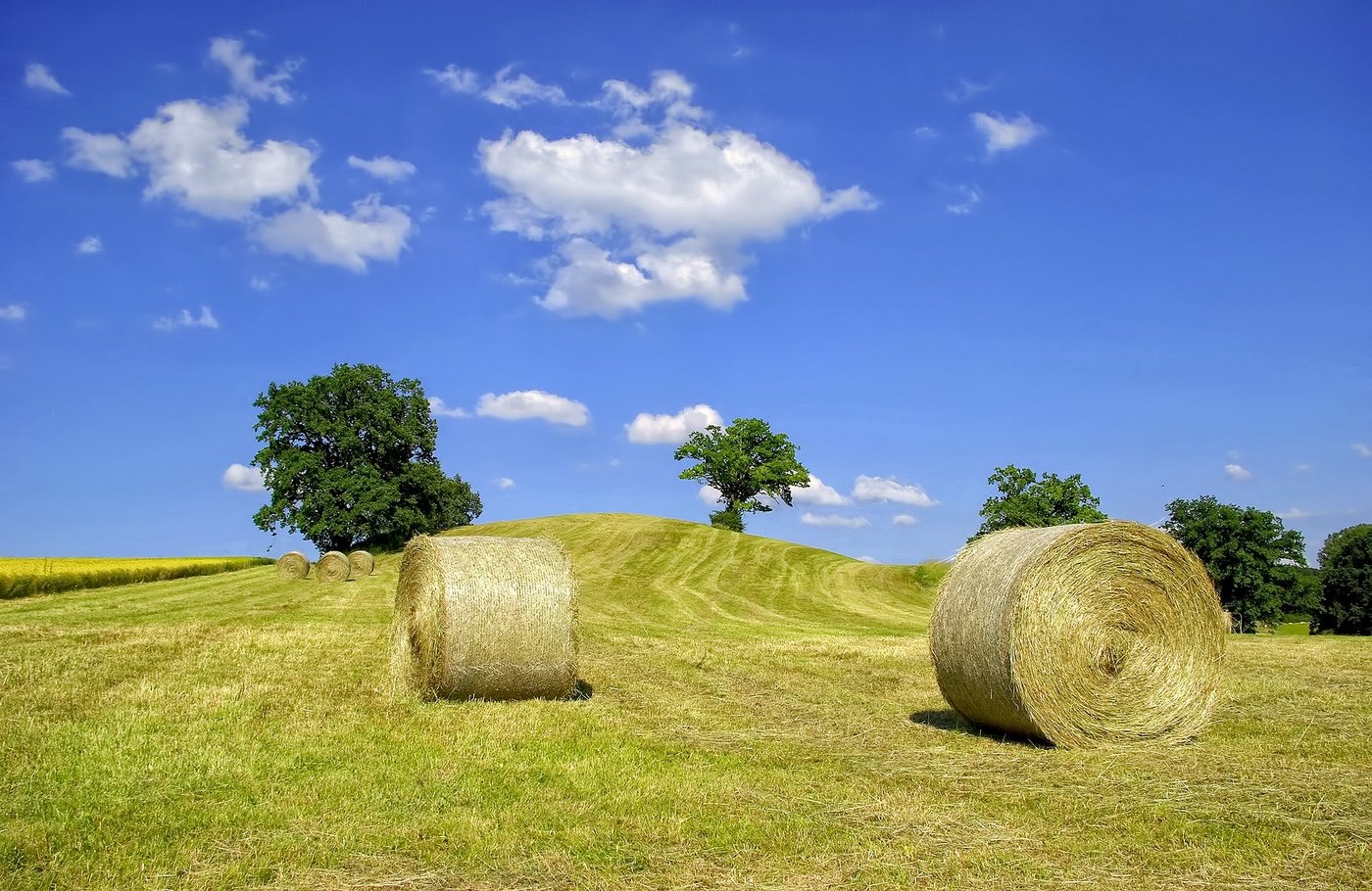 Der Heupreis steigt. (Bild: Martin Gebhard / pixelio.de)