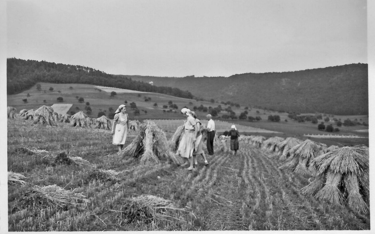 1957 als die ganze Familie auf den Feldern «Puppen» anlegte. Die Garben blieben meistens rund eine Woche auf dem Feld, um zu trocknen. 