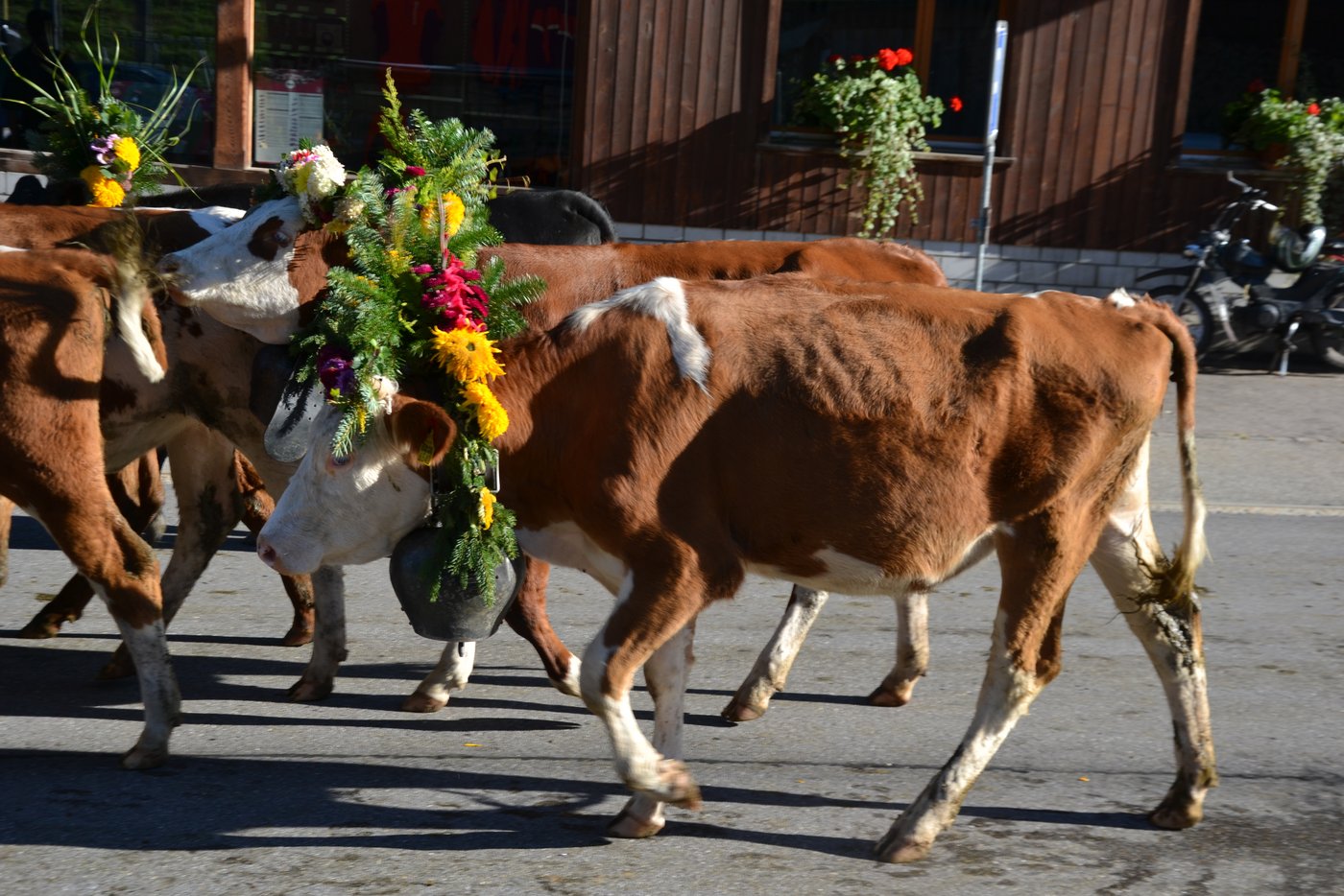 Viel Arbeit steckt bei diesem schönen Blumenschmuck dahinter. (Bilder Peter Fankhauser)