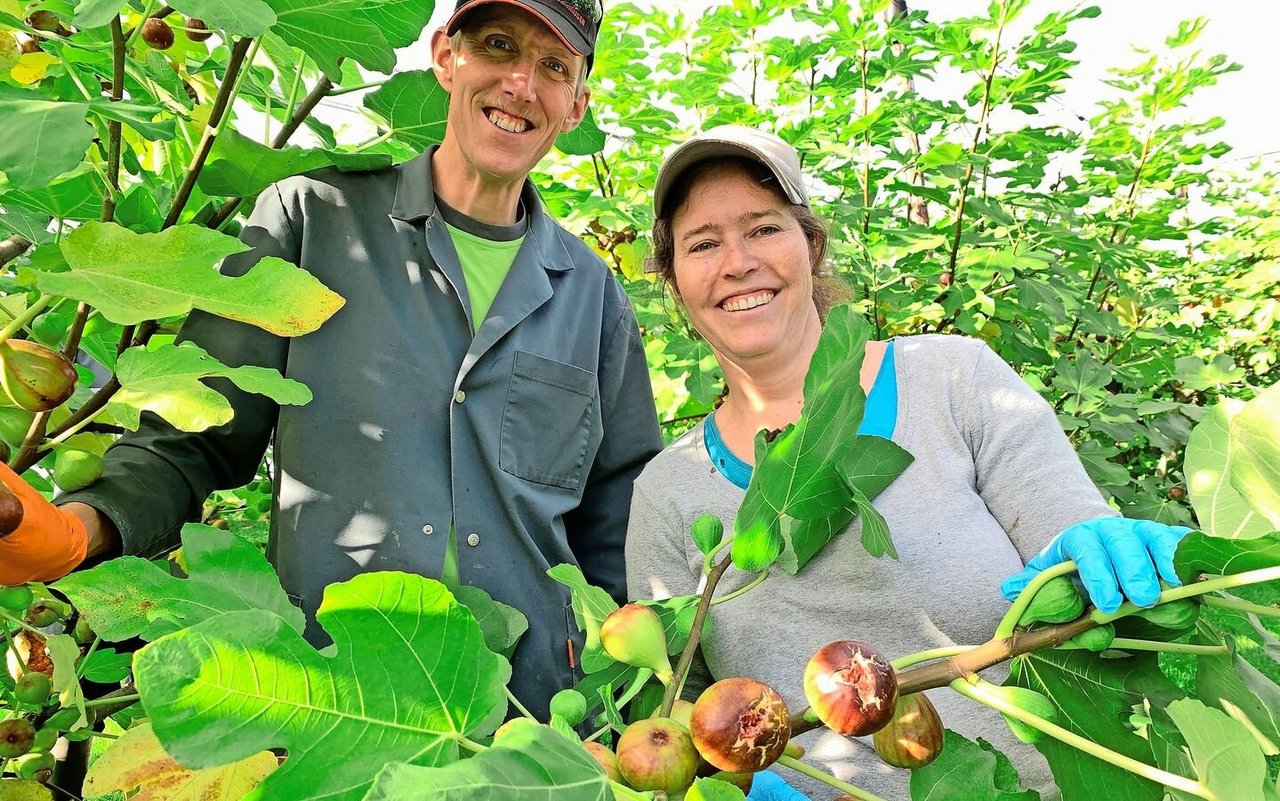 Andrea und Stephan Stocker während der aktuell laufenden Ernte der Feigen von ihren 160 Bäumen in der eingenetzten Anlage in Greppen. 