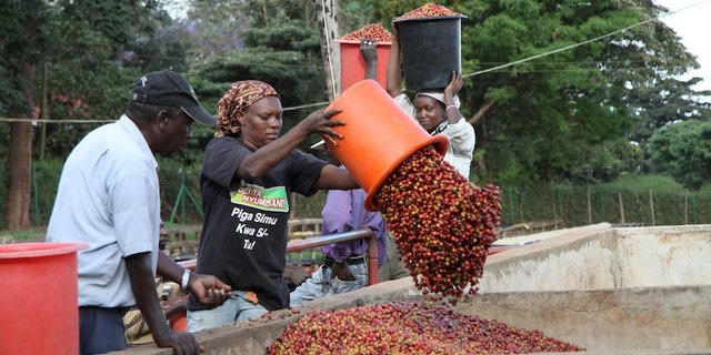 Zusammenarbeit bringt Kleinbauern weiter. (Symbolbild Flickr/Coffee Management Services)