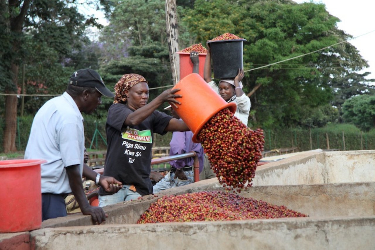 Zusammenarbeit bringt Kleinbauern weiter. (Symbolbild Flickr/Coffee Management Services)