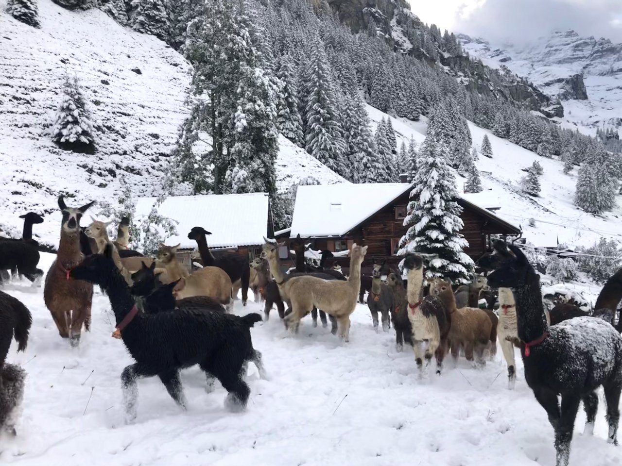 Den Alpakas und Lamas macht diese Witterung überhaupt nichts aus.