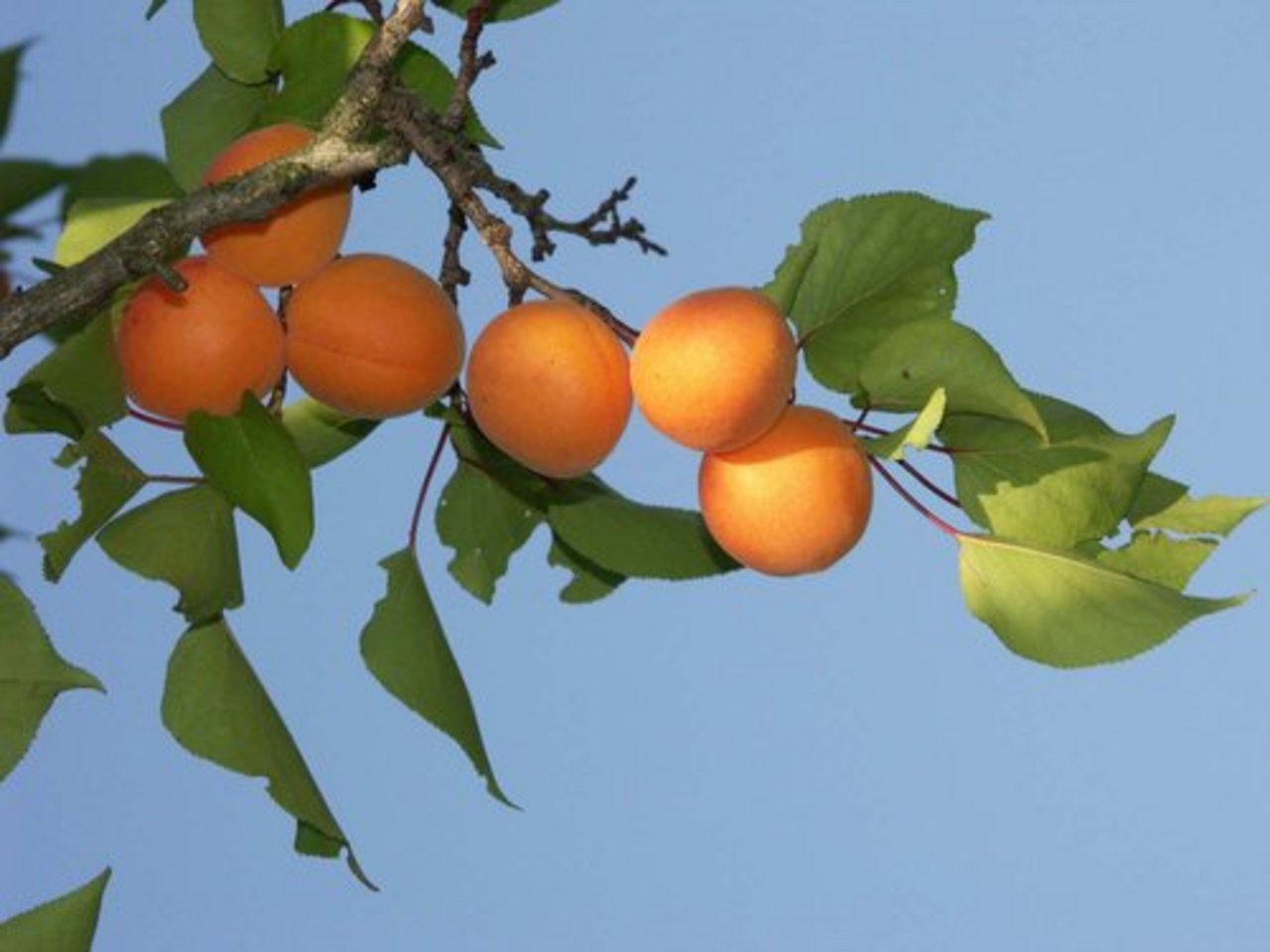 Walliser Aprikosen heuer vielversprechend - bauernzeitung.ch ...