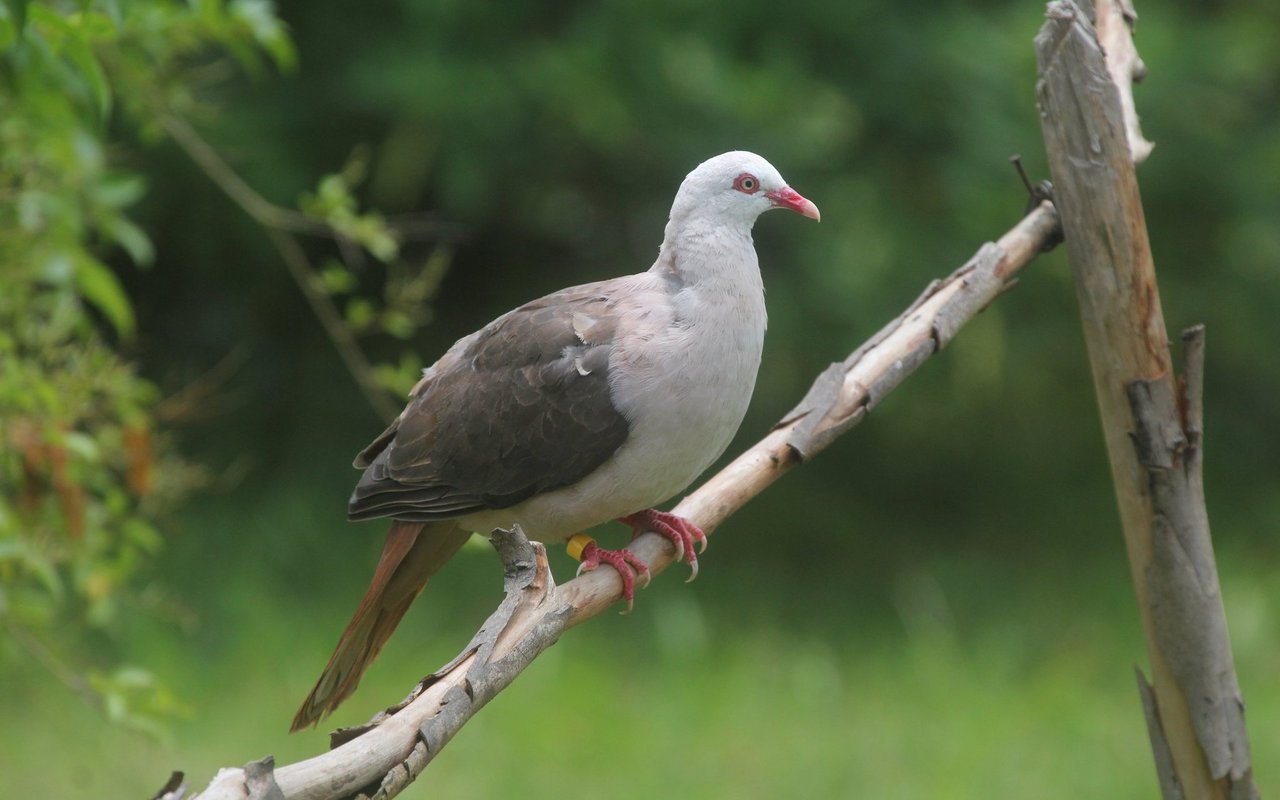 Die Mauritius-Taube konnte dank einem Zuchtprojekt auf Mauritius vom Aussterben gerettet werden. 