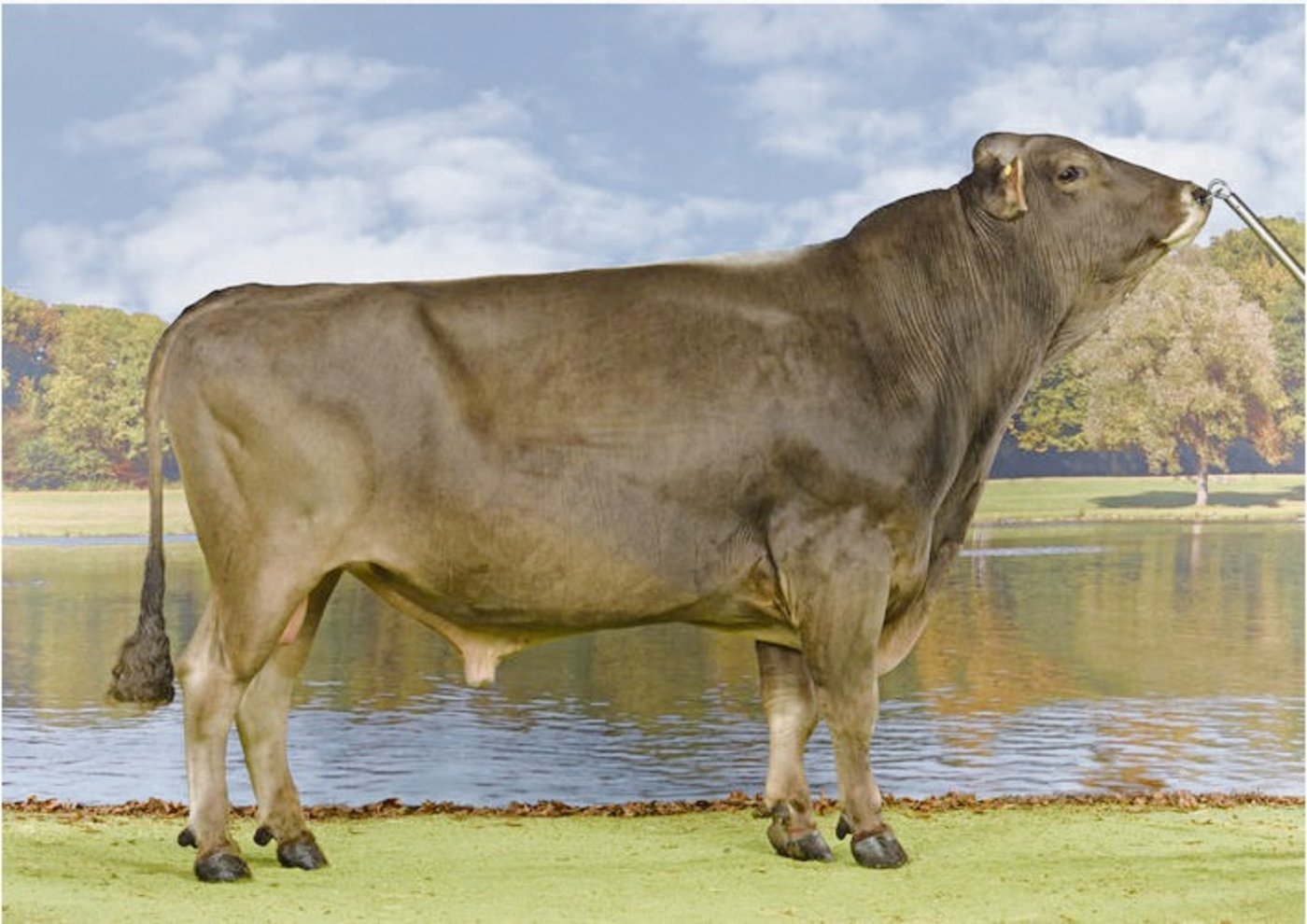 Der Dally-Sohn Simbaboy konnte sich wieder auf die Leaderposition zurückkämpfen.(Bild KeLeKi)