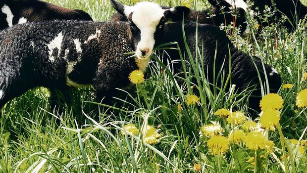 In der Proviande-Preistabelle wurden Änderungen vorgenommen, um der Schlachtung trächtiger Schafe vorzubeugen. So kosten unkastrierte Widder-Weidelämmer neu 50 Franken.