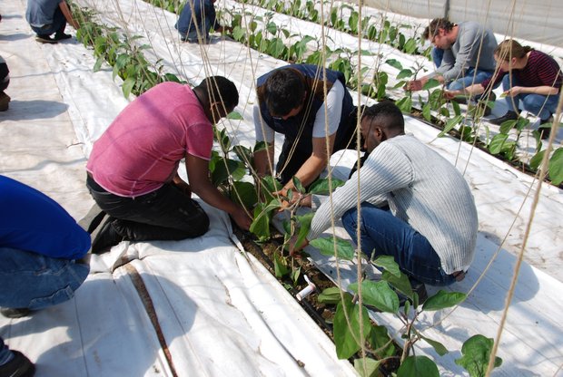 Die Flüchtlinge durften am Schnuppertag verschiedene Arbeiten auf dem Gemüsehof erledigen. (Bild Berner Bauernverband)