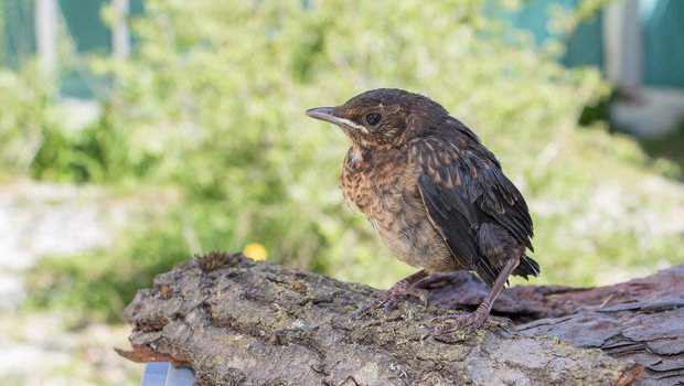 Jungvogel ausserhalb des Nests – wann braucht er Hilfe? Diese junge Amsel hat bereits das Nest verlassen (Ästling), ist jedoch noch nicht selbstständig. In der Natur würde sie von ihren Eltern weiterhin betreut. (Bild Vogelwarte)