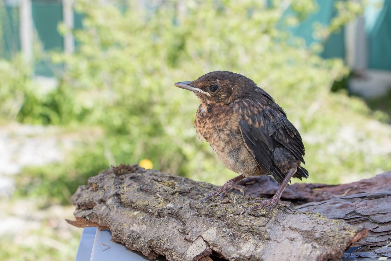 Diese junge Amsel hat bereits das Nest verlassen (Ästling), ist jedoch noch nicht selbstständig. In der Natur würde sie von ihren Eltern weiterhin betreut. (Bild Vogelwarte)