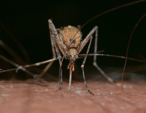 Krankheiten, die durch Mücken übertragen werden, könnten in den kommenden Jahrzehnten häufiger auftreten. (Bild Pixabay)